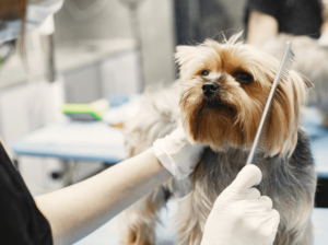 Garden Grove Dog and Cat Hospital